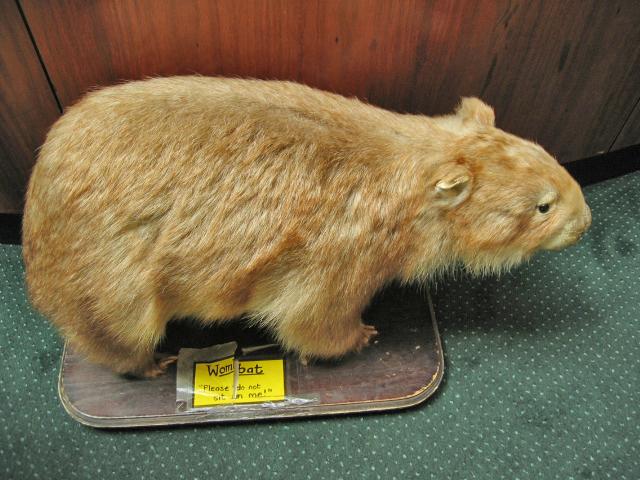 A 122 Sydney -  Wombat du Museum.jpg